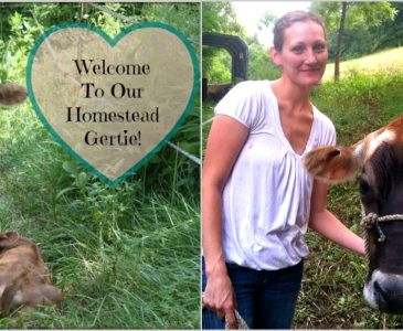 Welcoming our family cow.