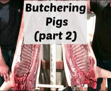 Butchering pigs at home- parting out the pork.