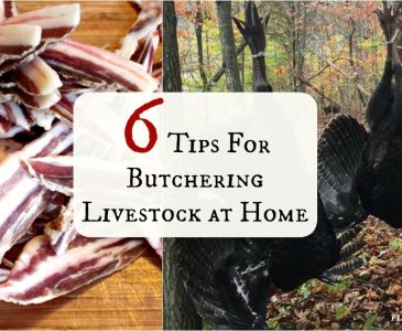 Butchering Livestock at Home